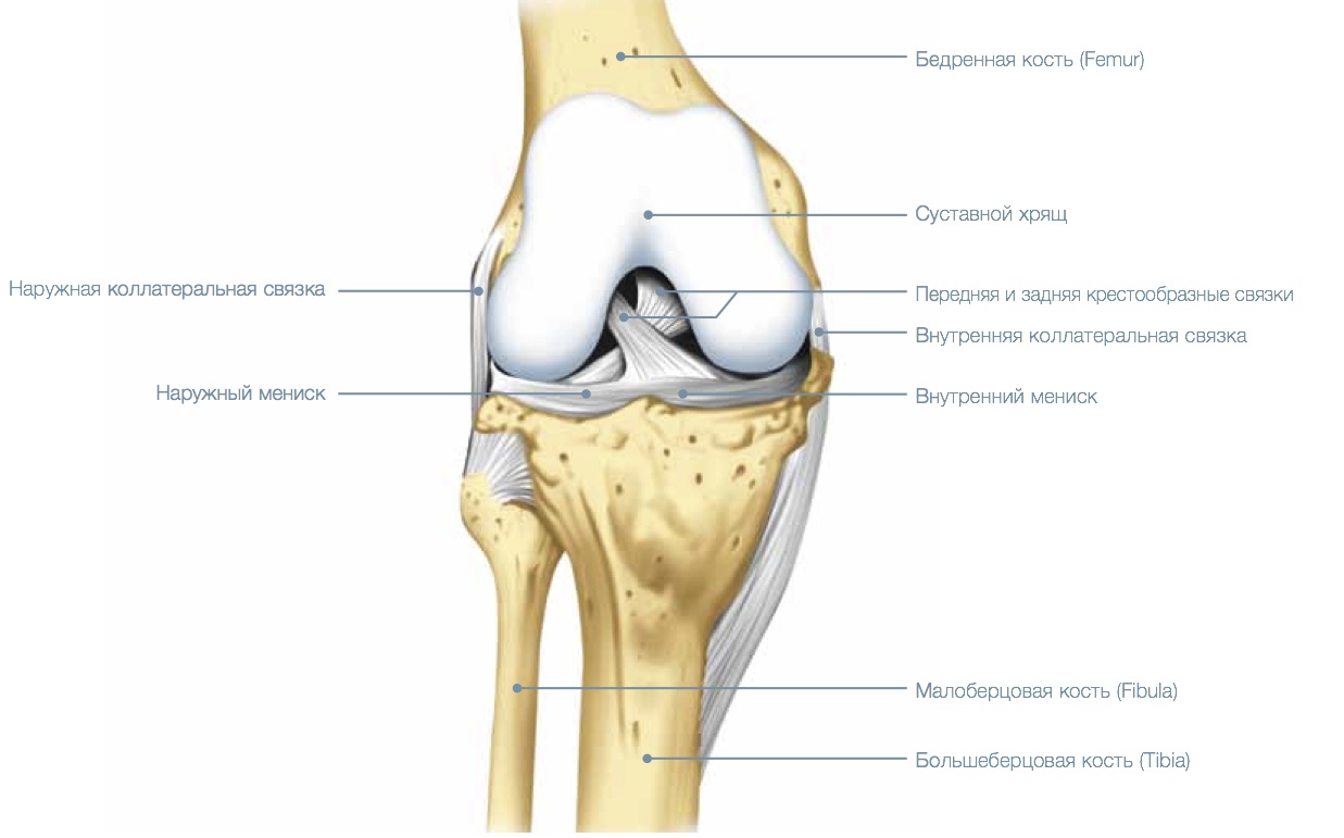 Внутренние связки. Анатомия коленного сустава мыщелки. Суставной хрящ большеберцовой кости. Коленный сустав анатомия строение кости. Схема связок коленного сустава.