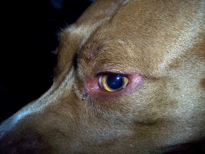 Staffordshire Terrier Стаффордширский терьер Staffordshire Terrier Стаффордширский терьер