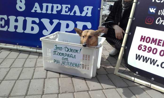 В Оренбурге митинговали зоозащитники