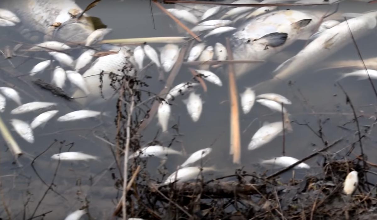 Домашкинское водохранилище бузулукский район. Замор рыбы. Заморы зимой. Массовый замор рыбы и птиц в водоеме.