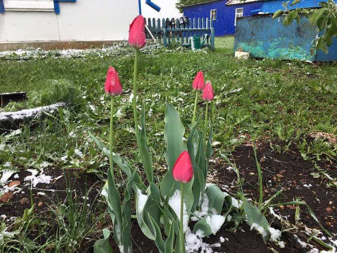 Снег Александровский район