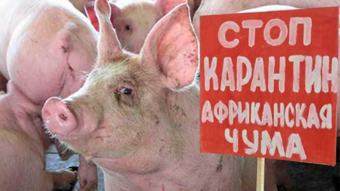 Африканская чума