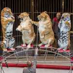 Дрессировщик львиц из цирка Владивостока рассказал, почему они кажутся полными