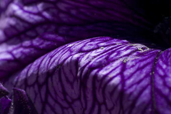 Ультрафиолетовый (Ultra Violet) - главный цвет 2018 года