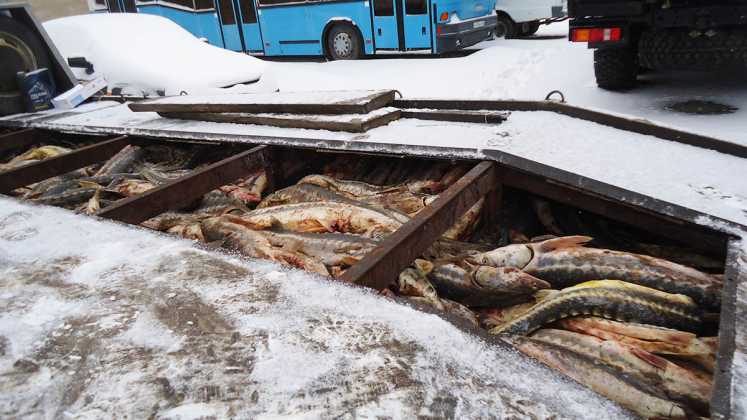 Богатый улов. В Оренбуржье пытались незаконно ввезти 1300 тонн рыбы осетровых пород