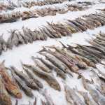 Богатый улов. В Оренбуржье пытались незаконно ввезти 1300 тонн рыбы осетровых пород