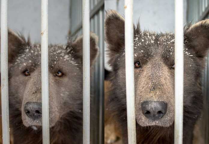Медведопес появился в Челябинске