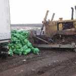20-тонн капусты пустили под трактор