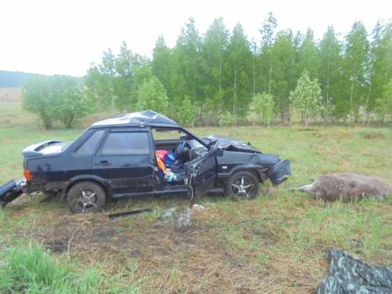 В ДТП под Оренбургом погибли пассажир автомобиля и лось