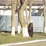 В Гае большого медведя привязали к дереву