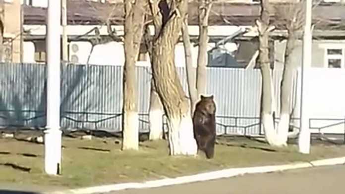 В Гае большого медведя привязали к дереву