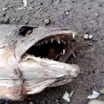 В Ириклинском водохранилище массово гибнет рыба