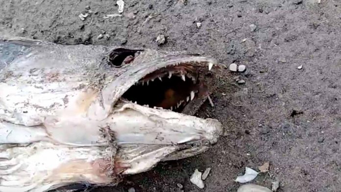 В Ириклинском водохранилище массово гибнет рыба