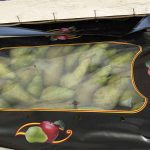 В Оренбурге выявлено 143 килограмма запрещенных польских груш
