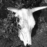 В Тюльганском районе найден опасный скотомогильник