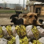 «Птицефабрика Оренбургская» передала субпродукты в приюты для животных