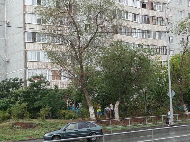 незаконная вырубка деревьев в центре Оренбурга незаконная вырубка деревьев в центре Оренбурга