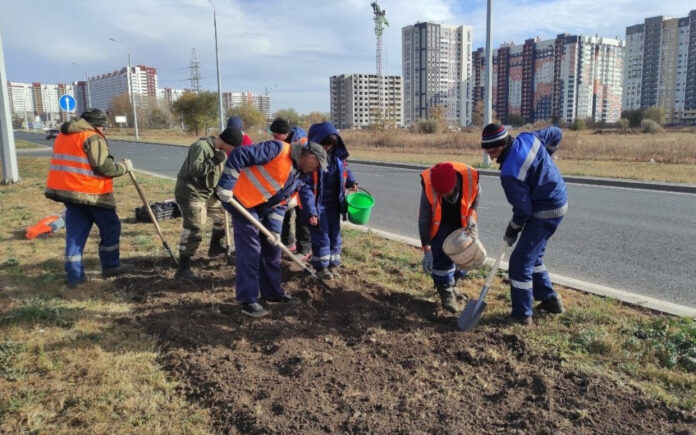 Тюльпаны на улице Рокоссовского в Оренбурге