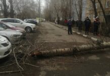 19-летней жительнице Оренбурга ампутировали ногу после падения дерева Место инцидента оцеплено для проведения следственных действий.