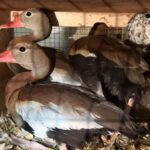 Таможня пресекла незаконный ввоз экзотических птиц в Оренбургской области Клетки с особями экзотических птиц, обнаруженные сотрудниками таможни при досмотре микроавтобуса