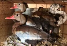 Таможня пресекла незаконный ввоз экзотических птиц в Оренбургской области Клетки с особями экзотических птиц, обнаруженные сотрудниками таможни при досмотре микроавтобуса